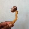 My Straight Churros Dipped in Milk Chocolate